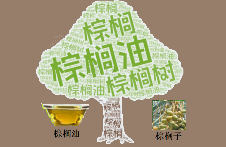 exness:棕榈油“月度防线”告破：当停火协议撞上生物柴油预期，溢价回归还是底部坍塌？